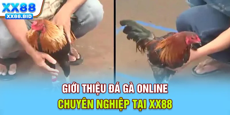Giới thiệu đá gà online chuyên nghiệp tại XX88