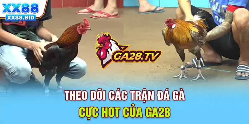 Theo dõi các trận đá gà cực hot của GA28