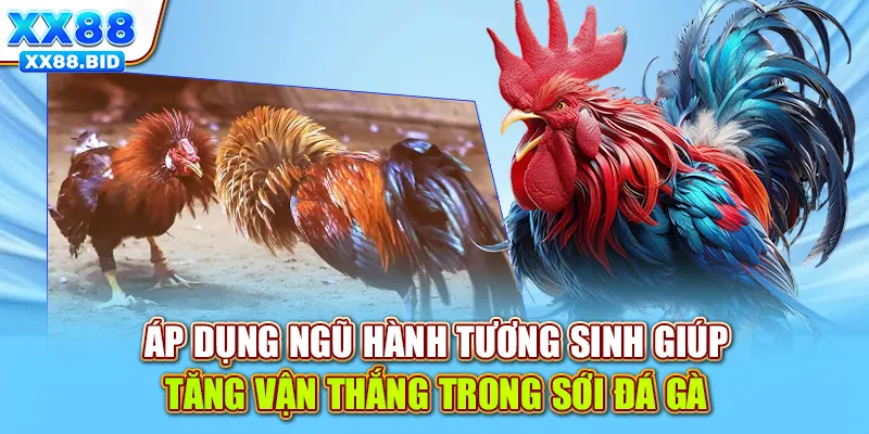 Áp dụng ngũ hành tương sinh giúp tăng vận thắng trong sới đá gà