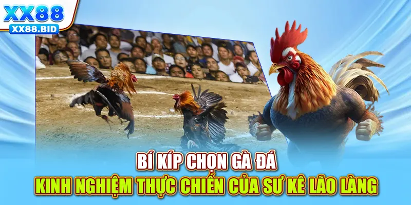 Bí Kíp Chọn Gà Đá - Kinh Nghiệm Thực Chiến Của Sư Kê