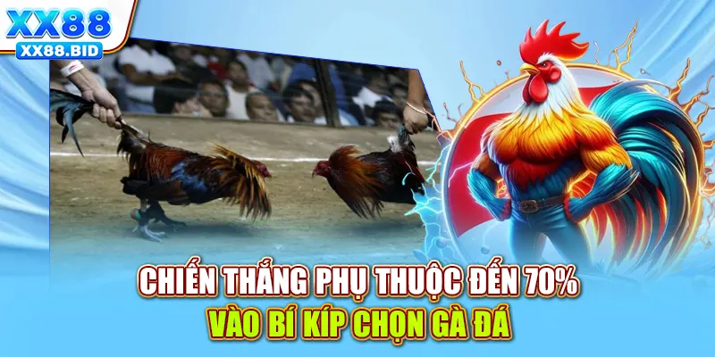 Chiến thắng phụ thuộc đến 70% vào bí kíp chọn gà đá