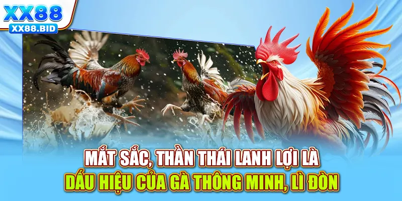 Mắt sắc, thần thái lanh lợi là dấu hiệu của gà thông minh, lì đòn
